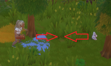 コーラルアイランドの虫捕り